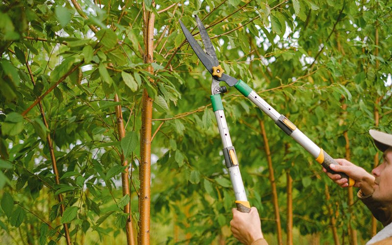Tree trimming in Lake Junaluska, NC